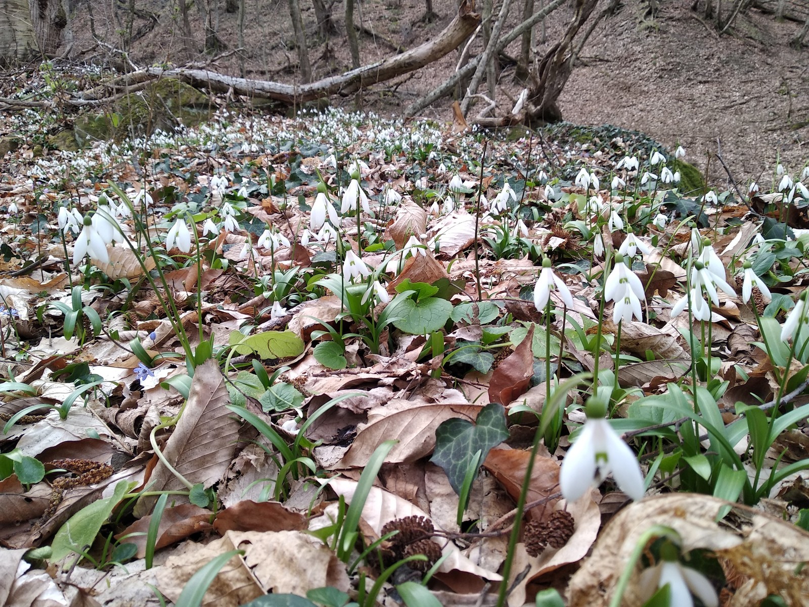 Caucasian primroses - My, Primroses, Tuapse, , Longpost, Winter