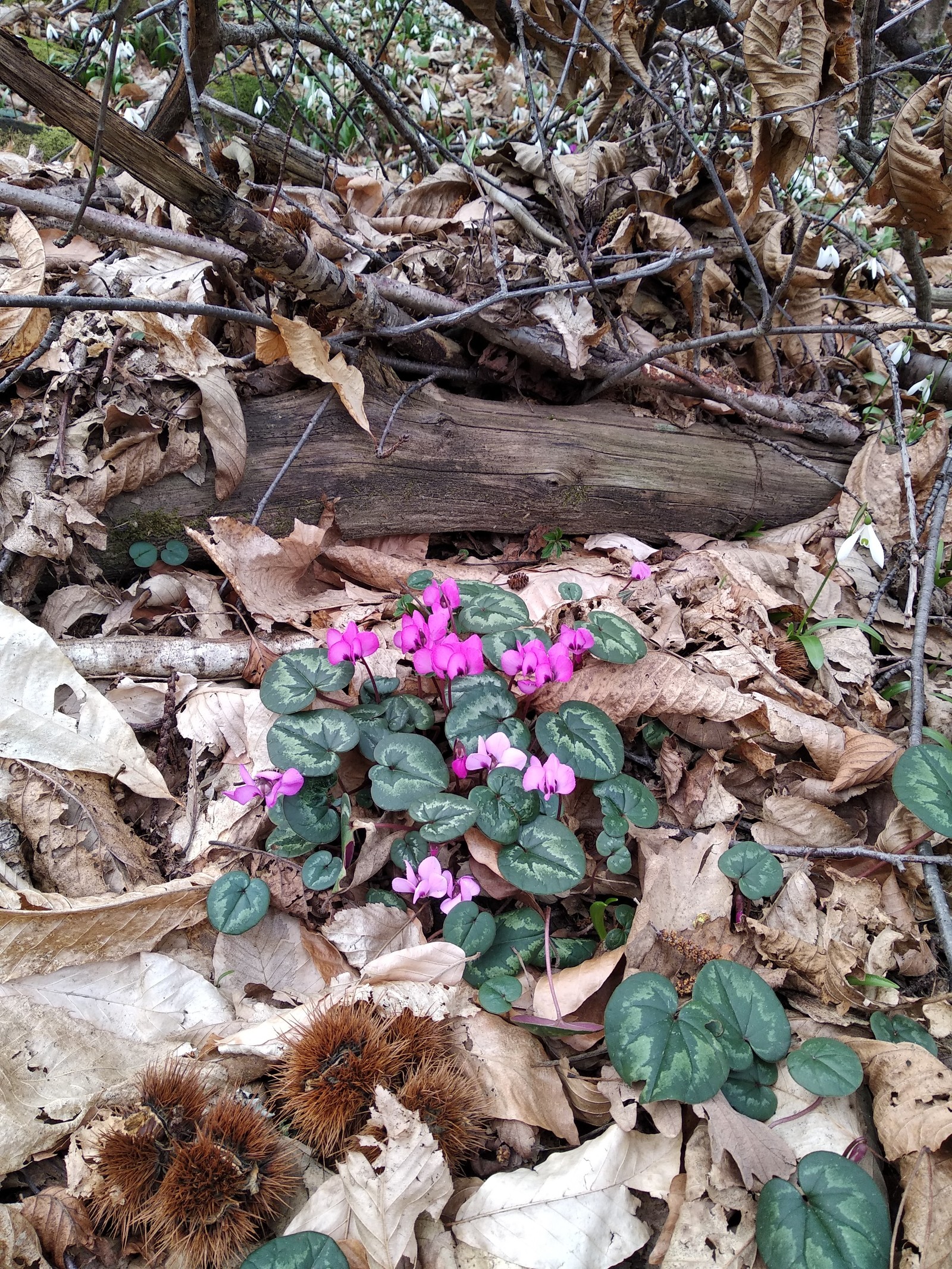 Caucasian primroses - My, Primroses, Tuapse, , Longpost, Winter