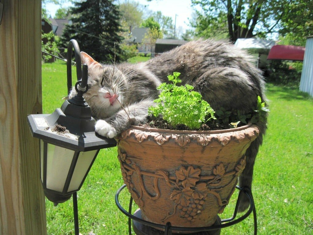 Cats in flower pots - cat, Flowers, A selection, Longpost, Flower pot, Pets