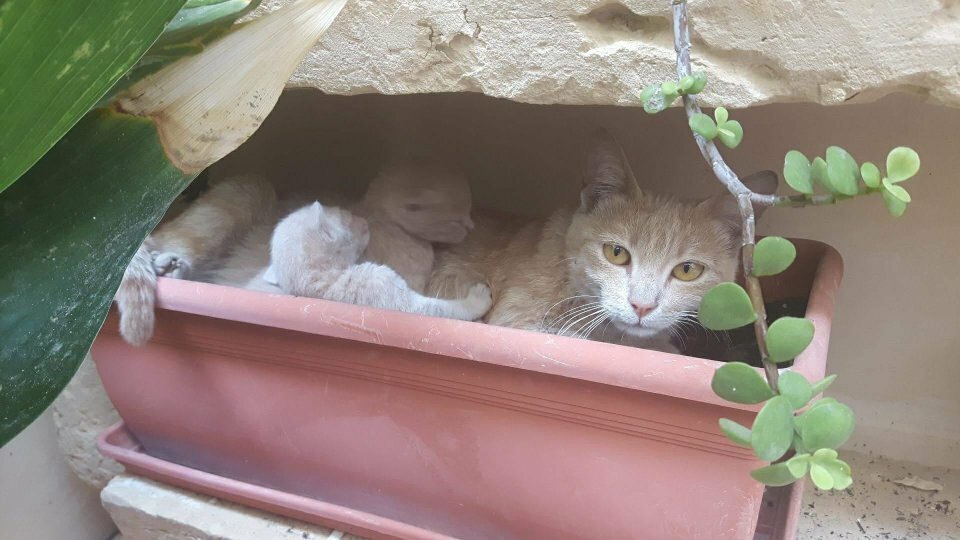 Cats in flower pots - cat, Flowers, A selection, Longpost, Flower pot, Pets