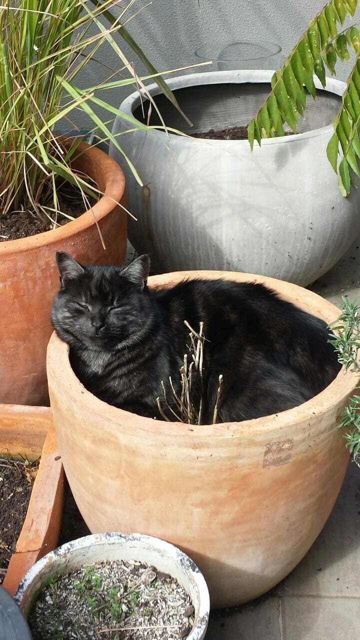 Cats in flower pots - cat, Flowers, A selection, Longpost, Flower pot, Pets