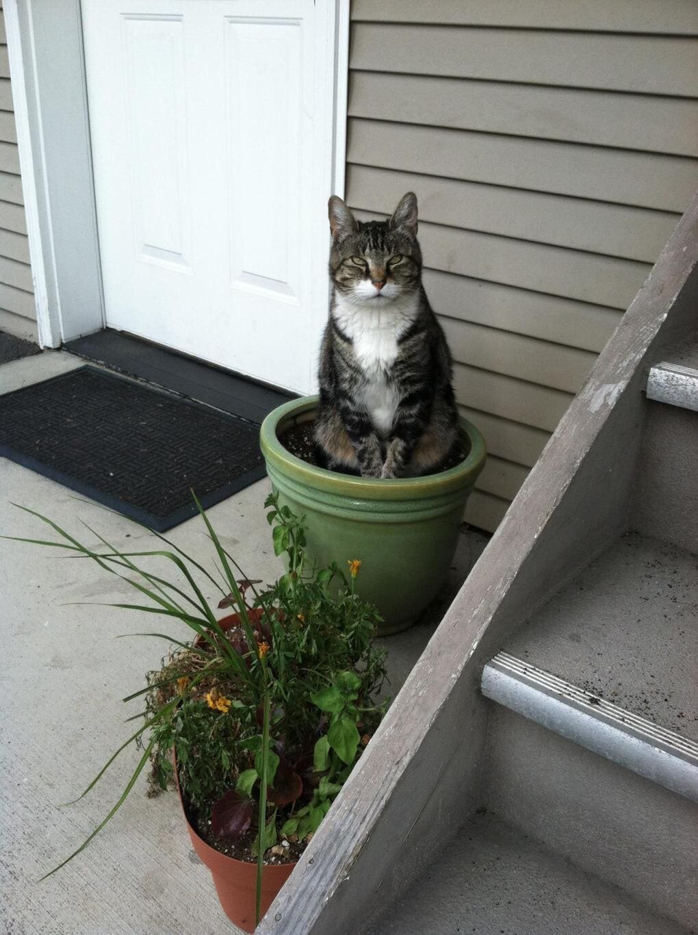 Cats in flower pots - cat, Flowers, A selection, Longpost, Flower pot, Pets