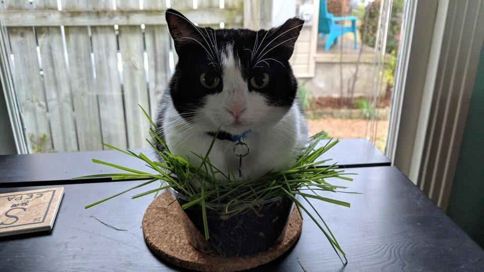 Cats in flower pots - cat, Flowers, A selection, Longpost, Flower pot, Pets