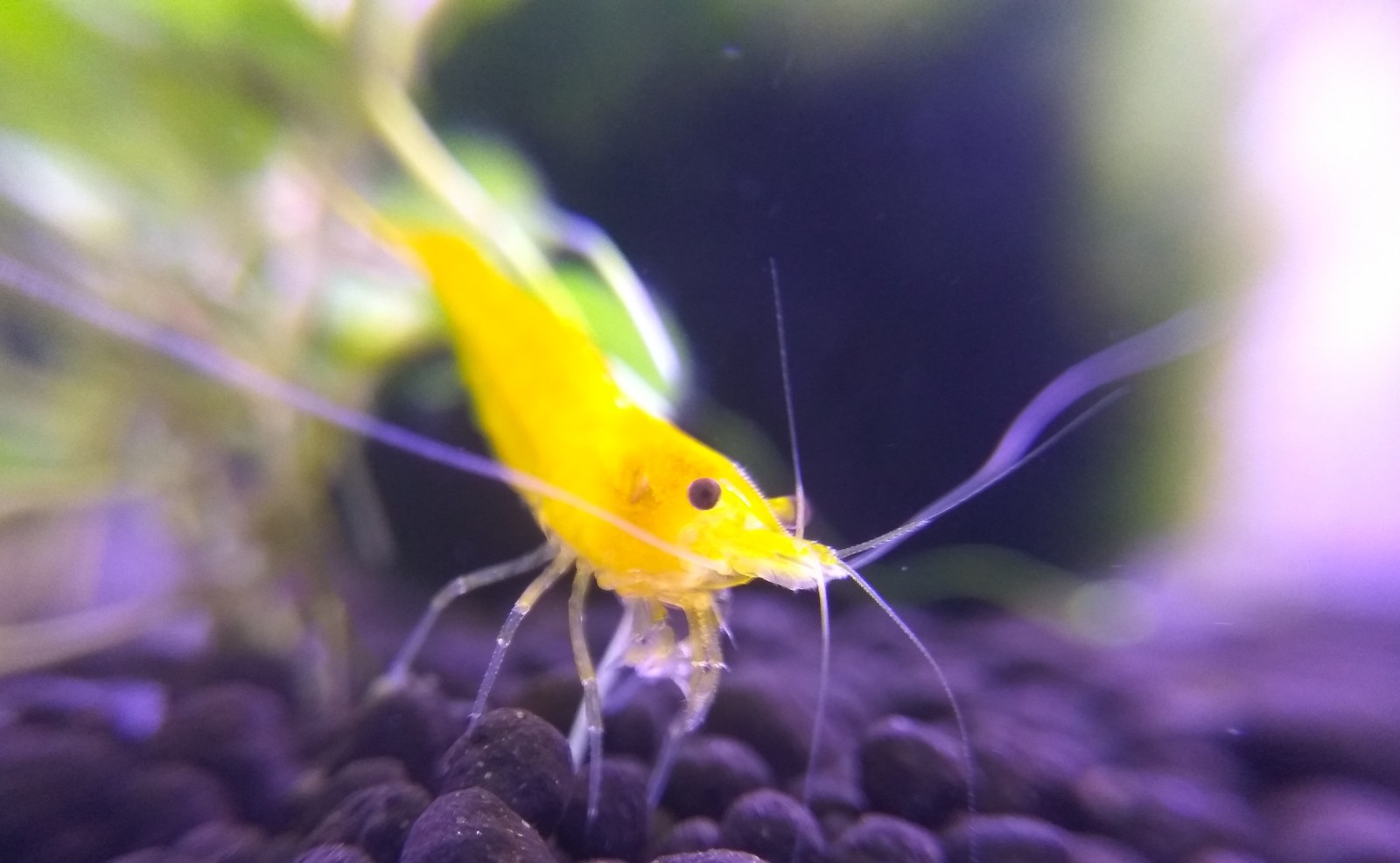 neocaridinka - My, Shrimps, Aquarium, Cubes, Aquarium, GIF