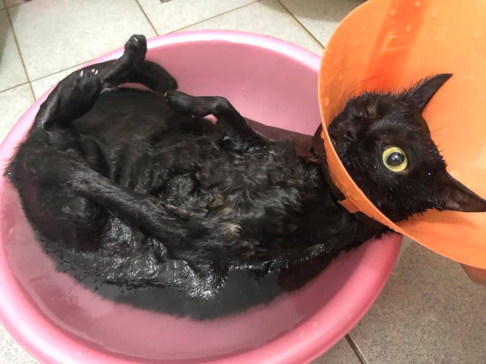 Bathing a black cat - cat, Bathing, Adaptation, Bathing, Appliance