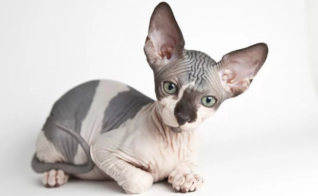 Canadian sphinx - cat, Catomafia, Canadian sphinx, Facts, Interesting, Longpost