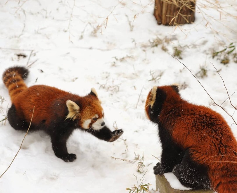 Hold the five) - The animals, Red panda, High five, Animals