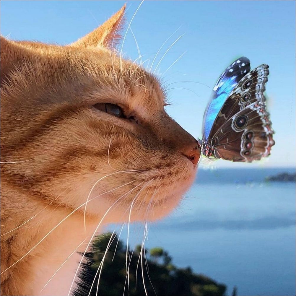 Summer - cat, Butterfly, Milota, Redheads, Pets