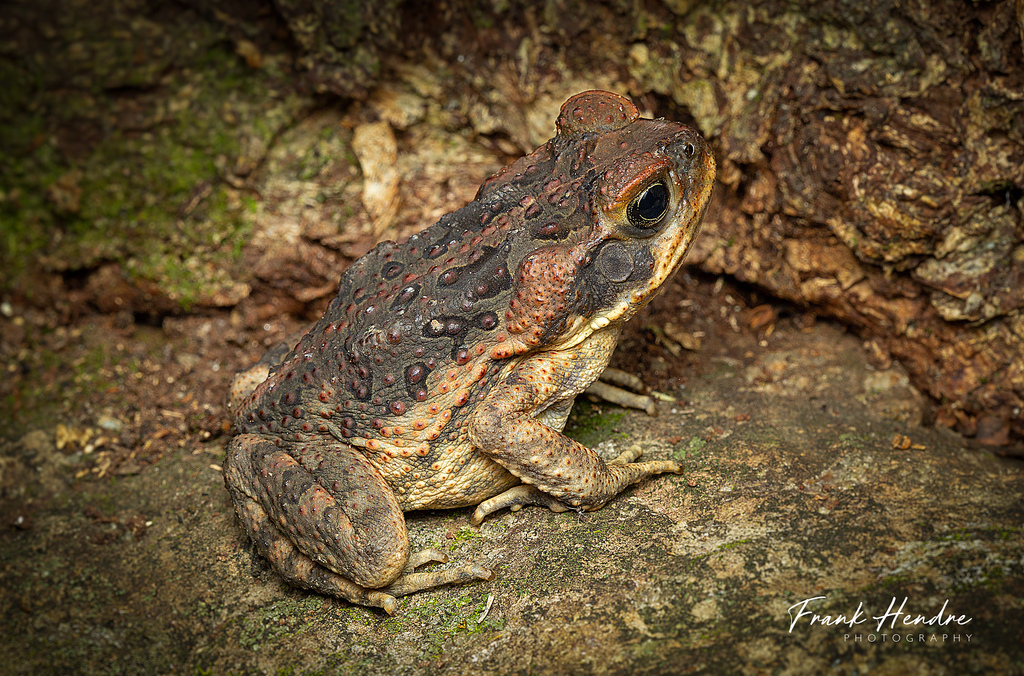 Photo - The photo, Images, Frogs