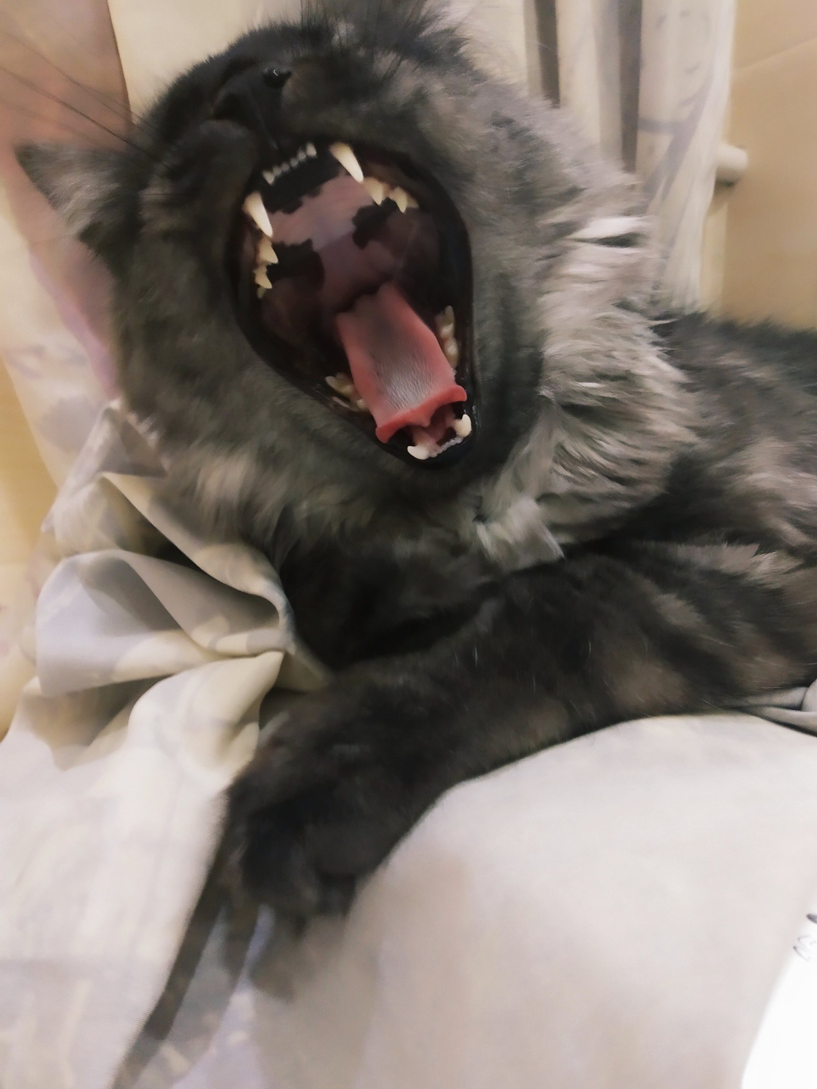 Who dared to wake up?! )) - My, cat, Dream, Yawn, Convenience, Longpost