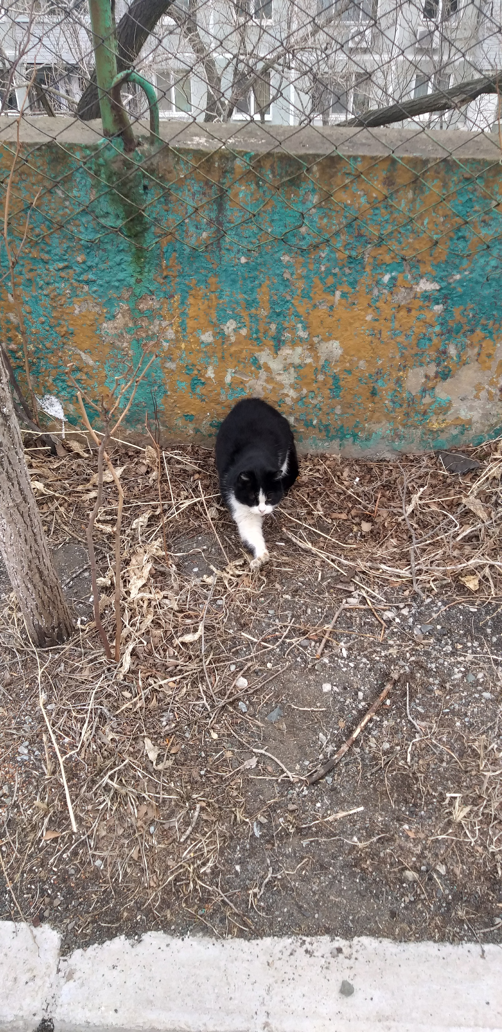 Cat on the object :) - My, Work, cat, Animals, Longpost