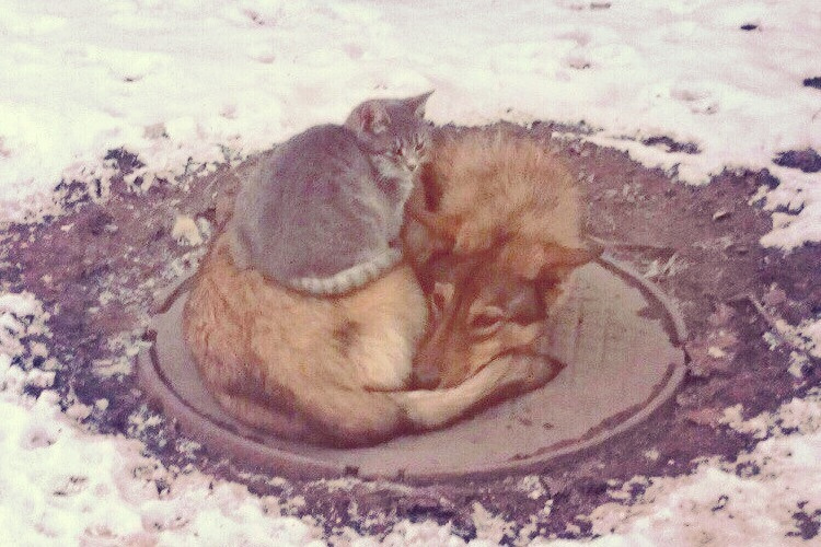 A friend in trouble will not leave, he will not ask too much - cat, Dog, friendship, Winter, Pets