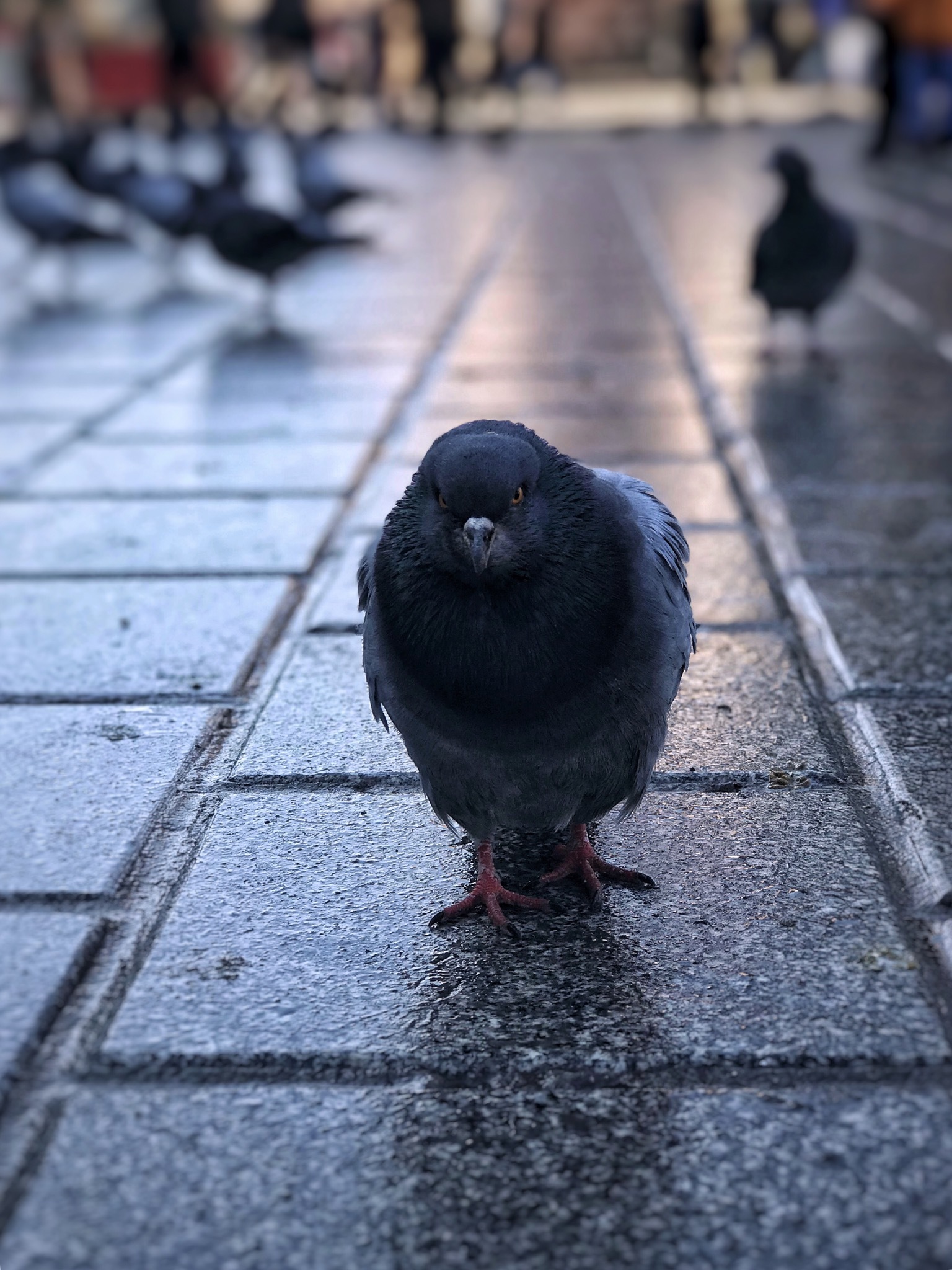 You went to the wrong area - My, Pigeon, The photo