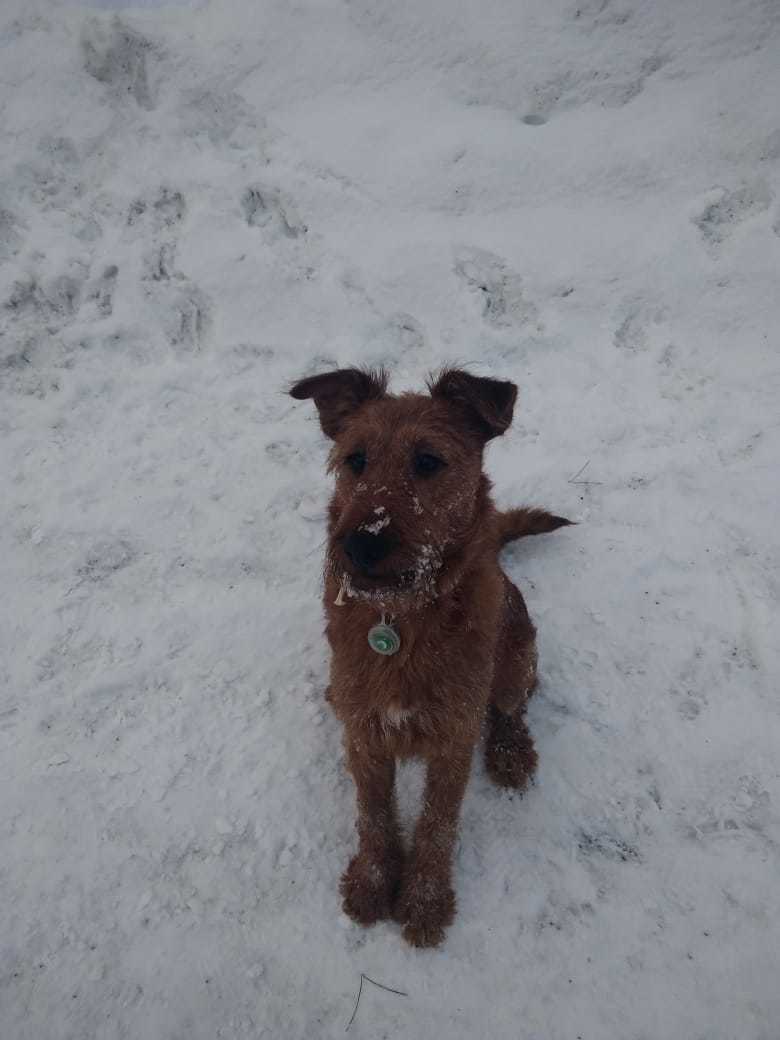 Irish Bone Day - My, Irish Terrier, Dog, The photo, Longpost, Good boy