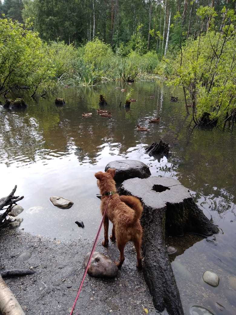 Irish Bone Day - My, Irish Terrier, Dog, The photo, Longpost, Good boy