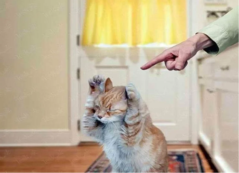 Как правильно ругать кошку | Пикабу