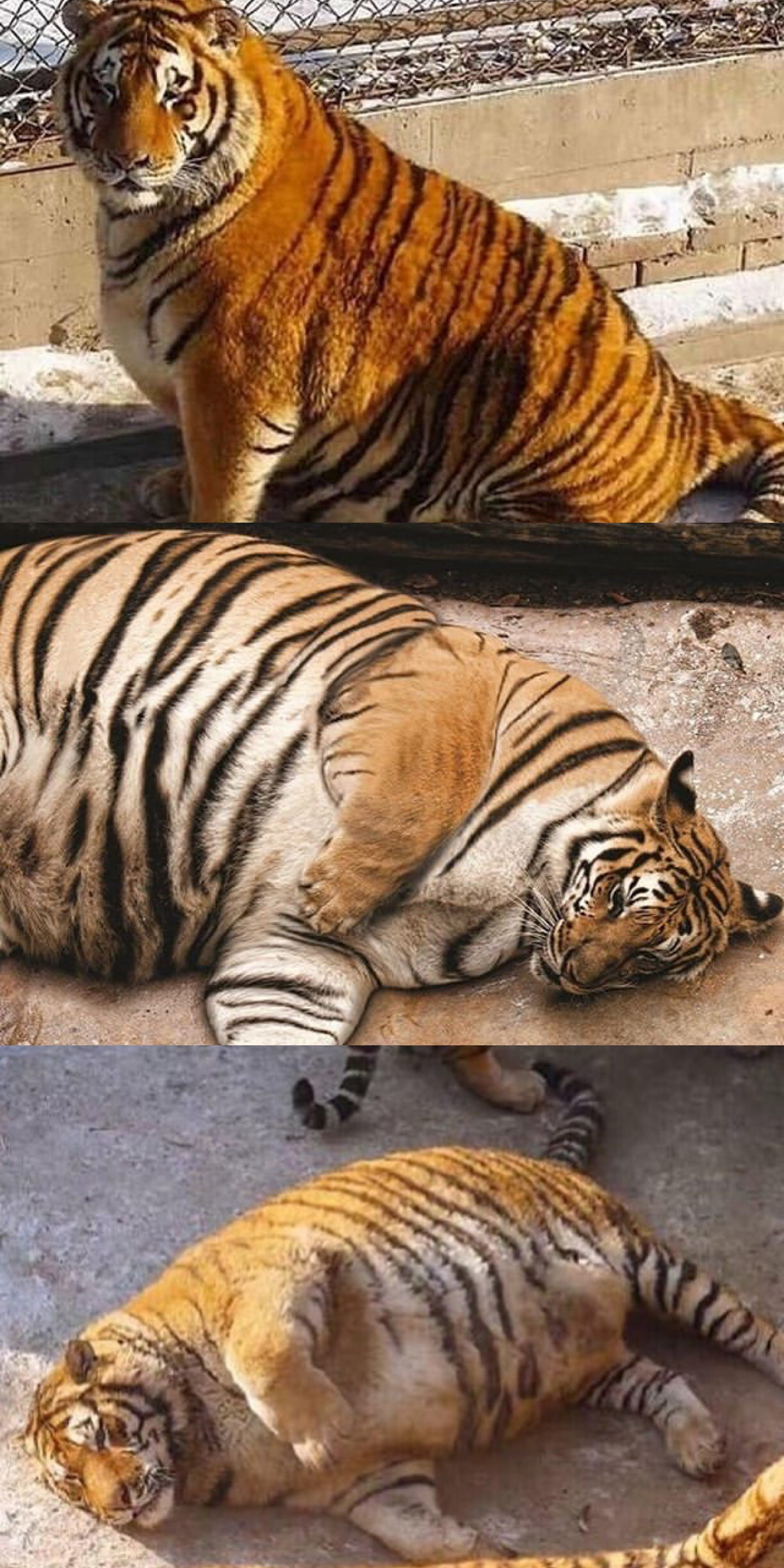 What? - Tiger, Thick, Animals, Thick