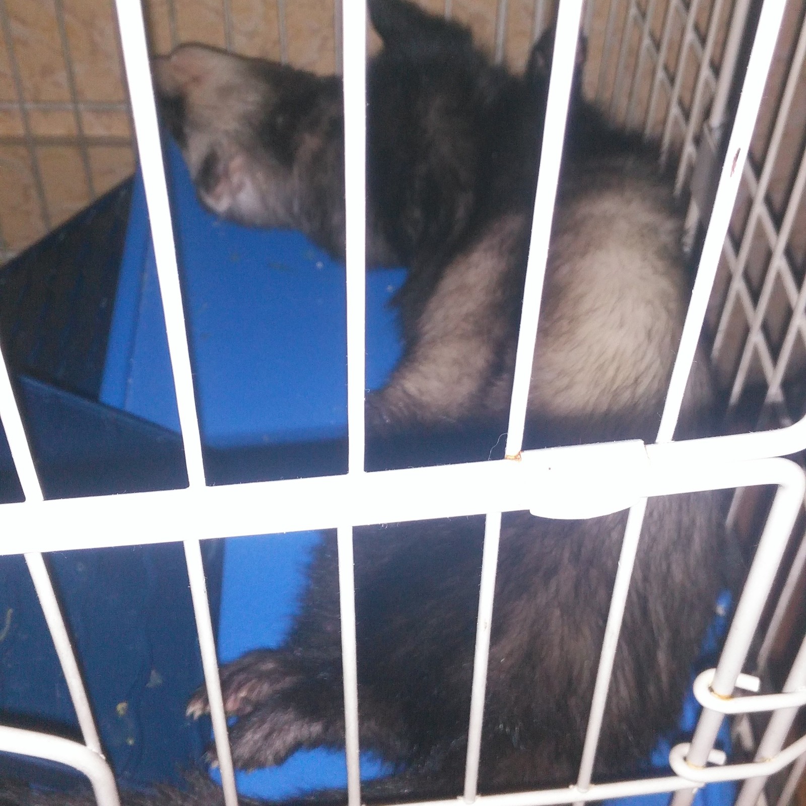 Ferret in the house. Part 2 - My, Ferret, Nutrition, Longpost