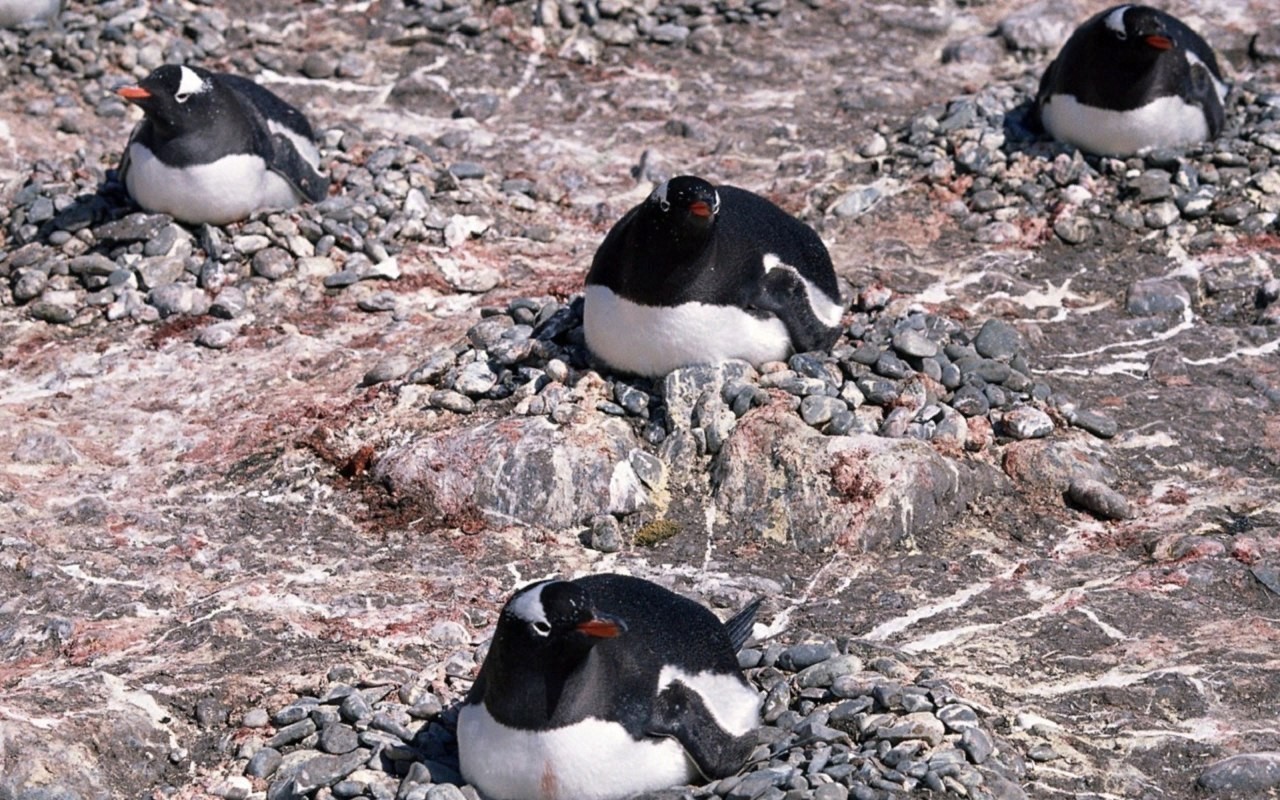 About our Antarctic brothers ... - Interesting, Short post, Information, Antarctic, Penguins, , , Husband, Miner