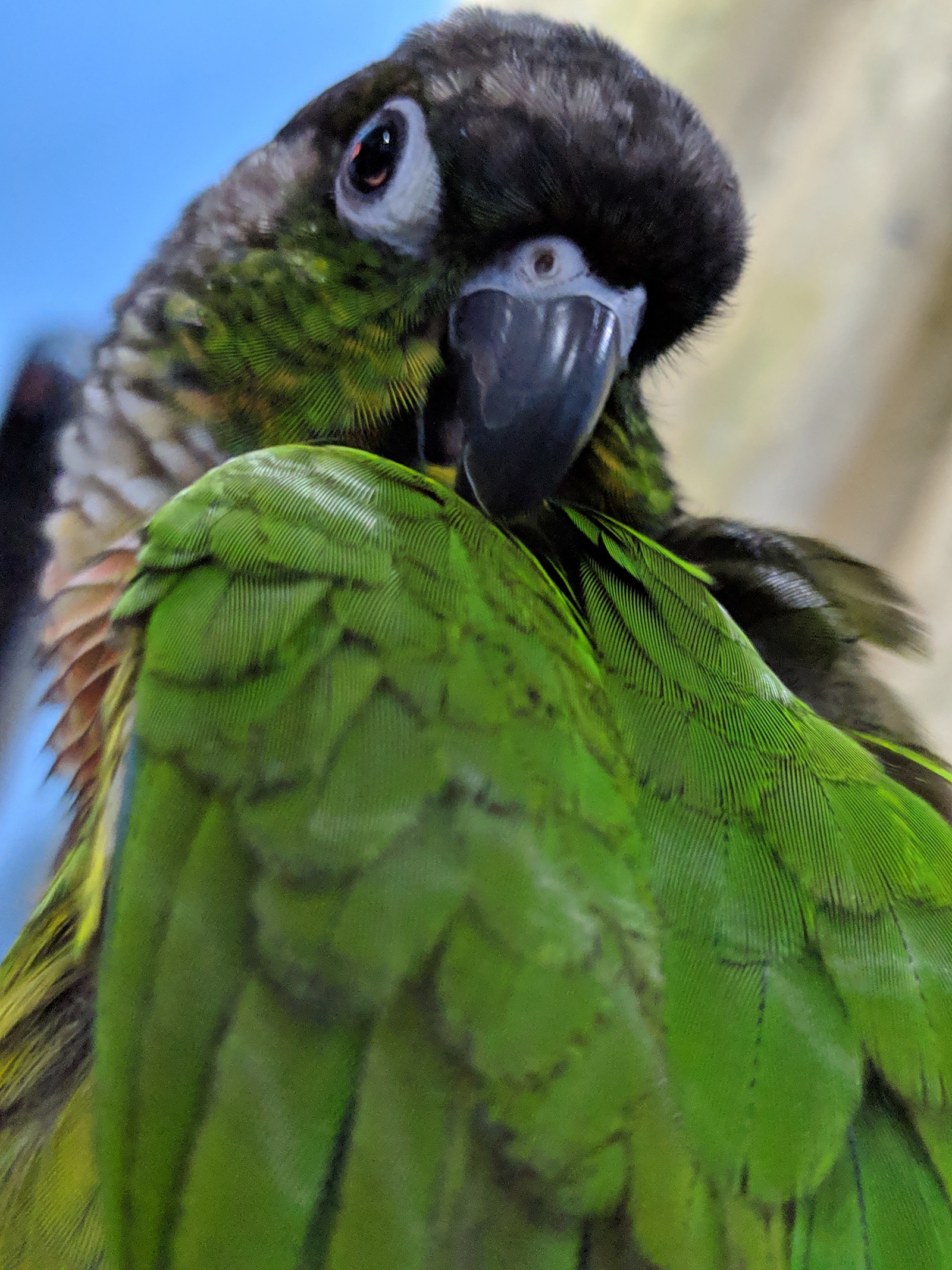 Pirrura cleaner! - My, Pyrrura, A parrot, Milota, Video, Longpost, The photo