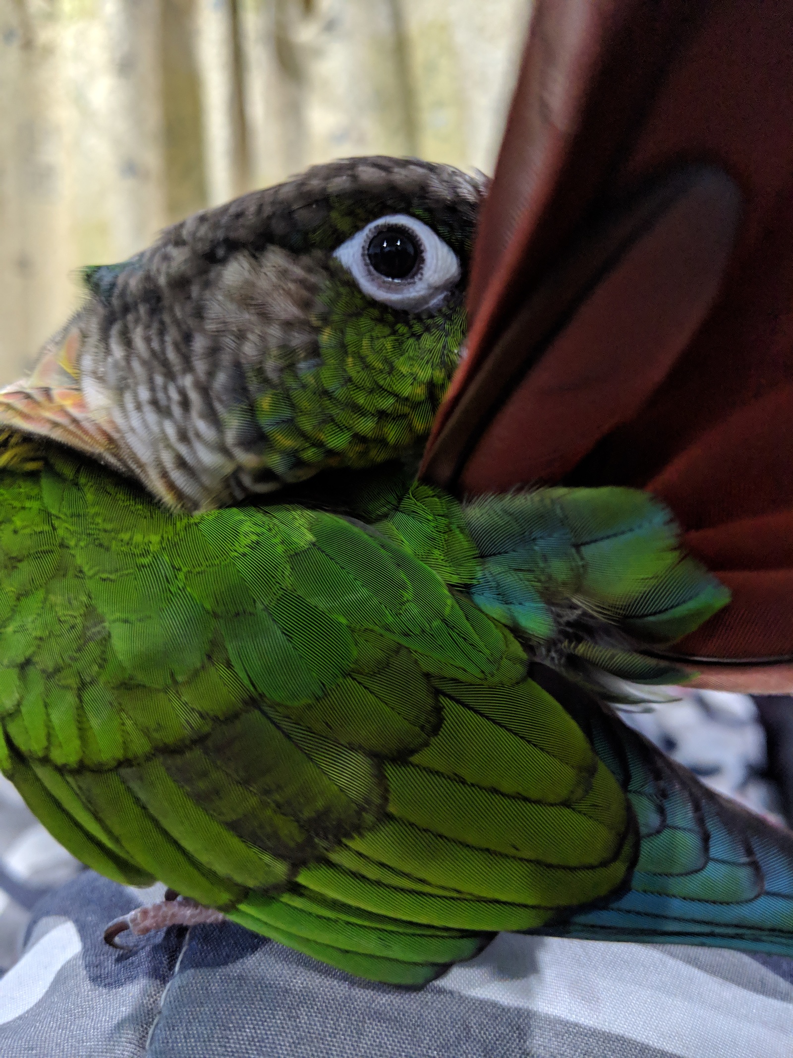 Pirrura cleaner! - My, Pyrrura, A parrot, Milota, Video, Longpost, The photo