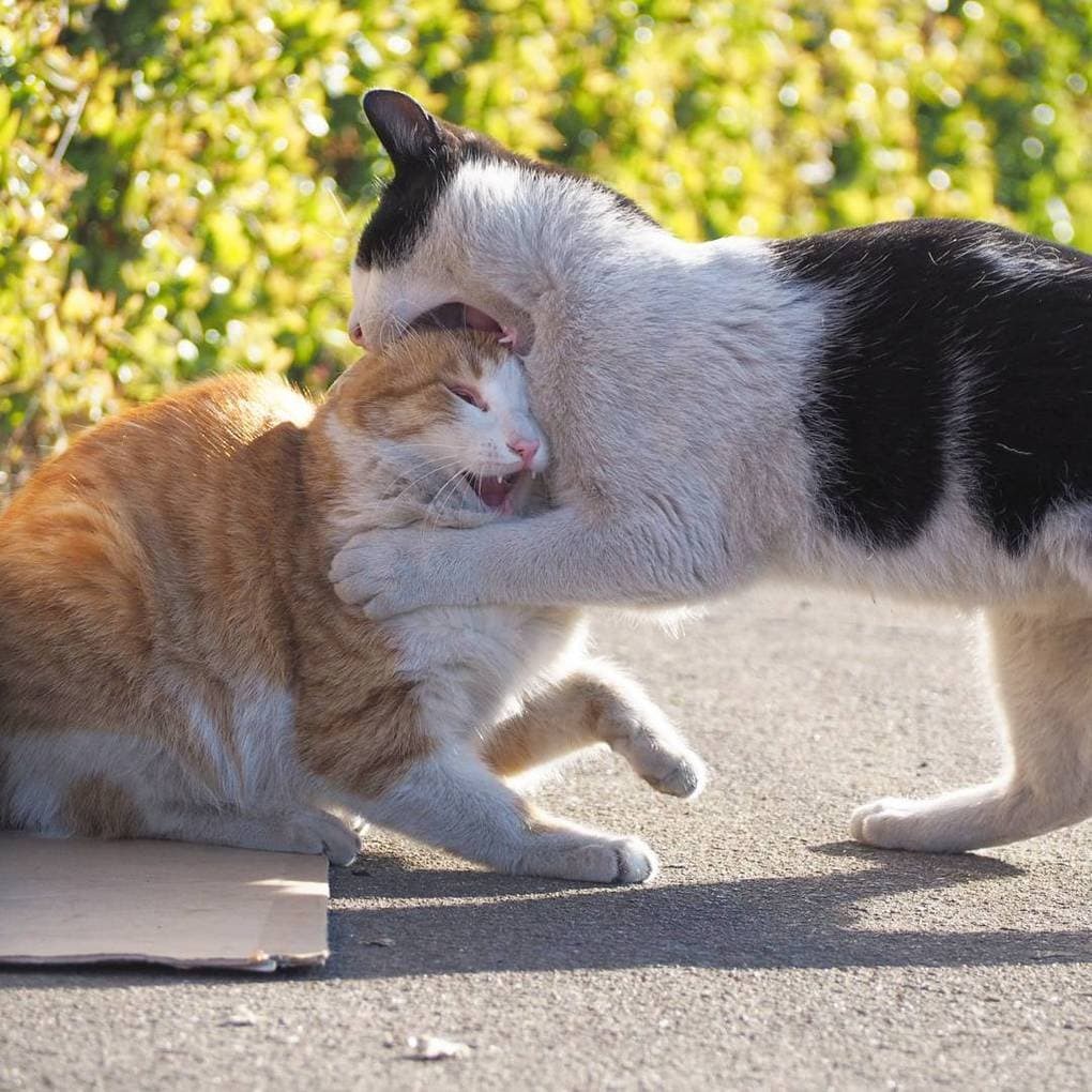 A Japanese photographer takes pictures of stray cats whose life is a real rock and roll! - cat, Japan, Longpost