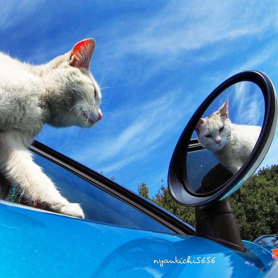 A Japanese photographer takes pictures of stray cats whose life is a real rock and roll! - cat, Japan, Longpost