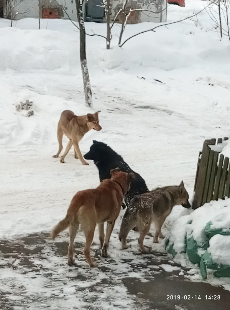 Help deal with stray dogs - Stray dogs, Pushkinsky district, Inaction of the authorities, No rating, Longpost, Moscow region