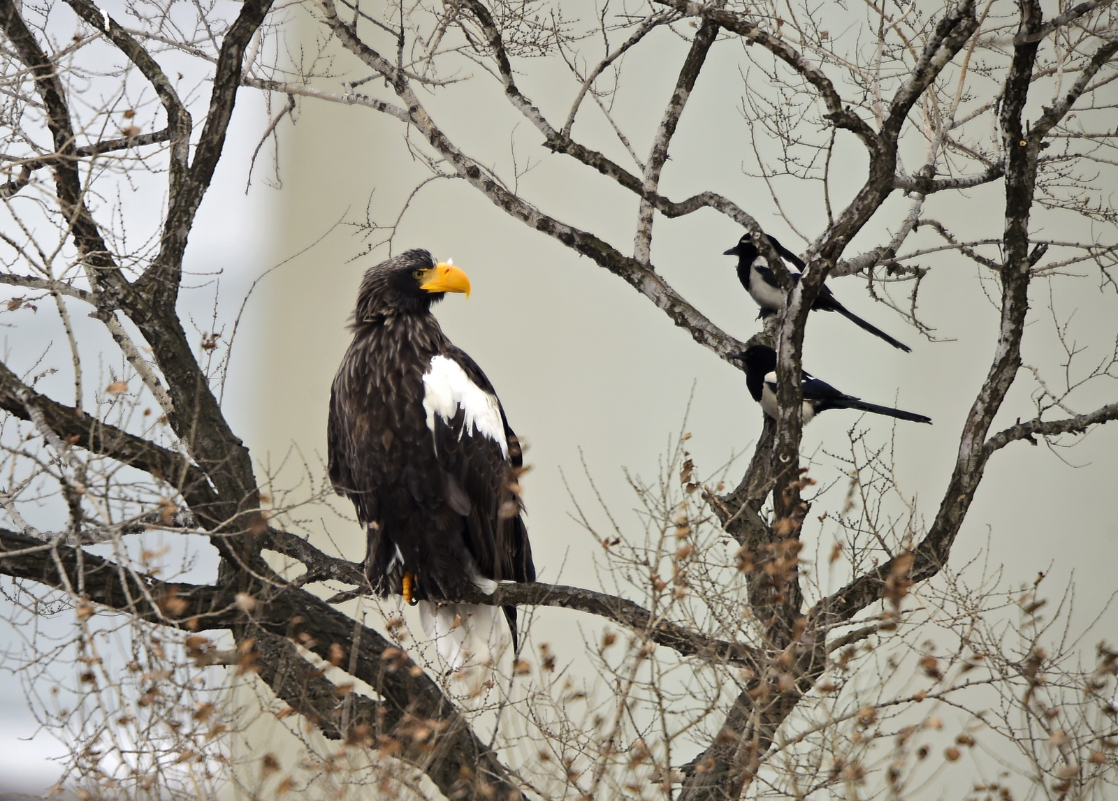 They live in Vladivostok and almost always rely on people for help. - My, Birds, Eagle, Eagle, Predator, Vladivostok, Longpost