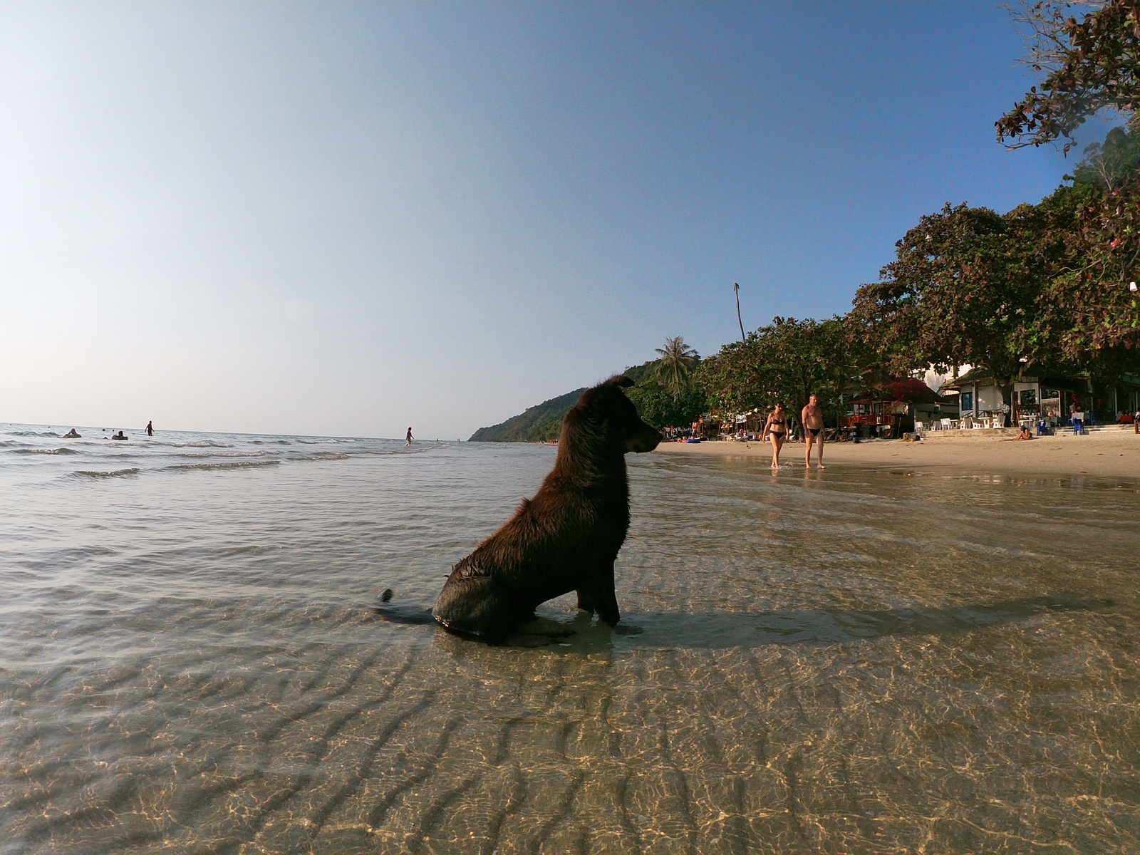 Dog - popupoloskaka - My, Koh Chang, Dog, Video