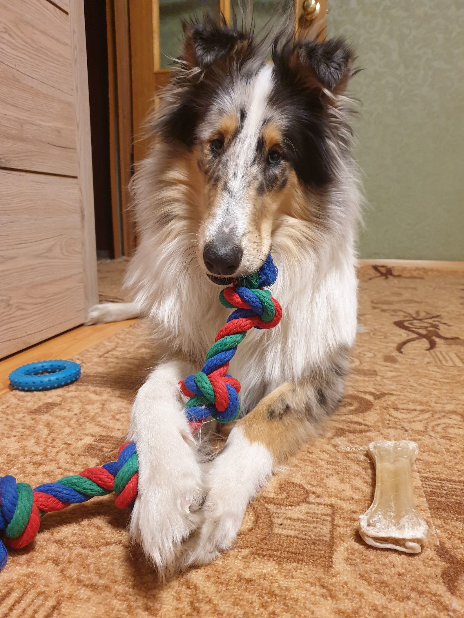 Professor Kaspersky - My, Dog, Collie, Longpost