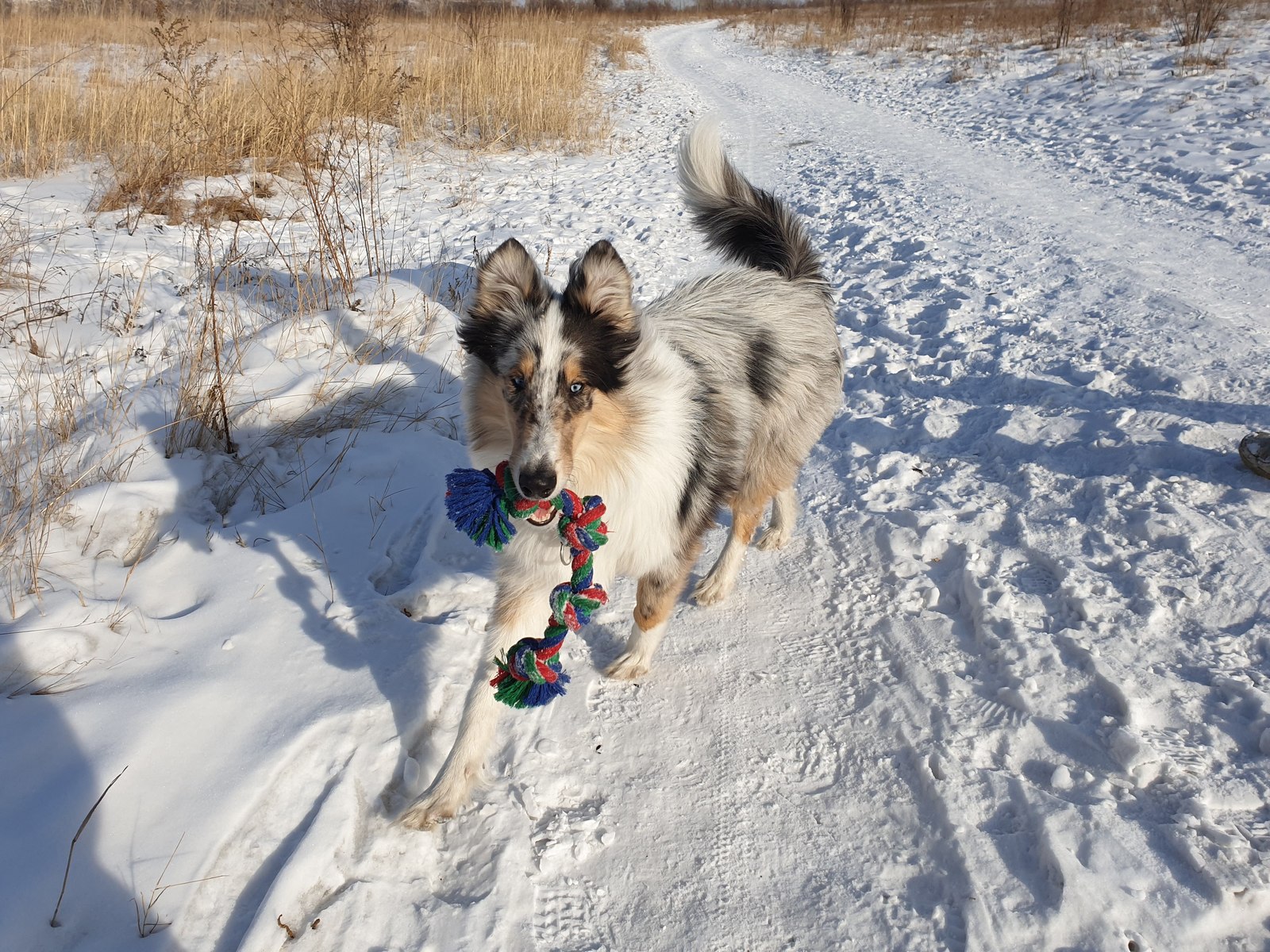 Professor Kaspersky - My, Dog, Collie, Longpost