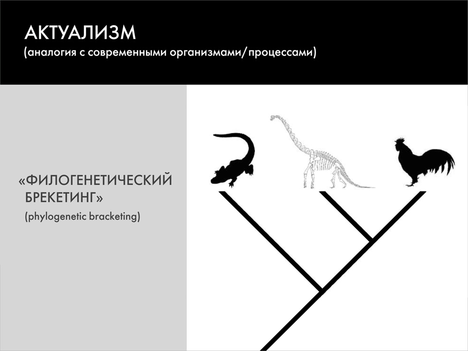 Paleontological Beasts and Where to Find Them: The Myths of the Omnipresent Dinosaurs. Part 1 - My, Paleontology, Dinosaurs, Pavel Skuchas, Anthropogenesis ru, Scientists against myths, Video, GIF, Longpost