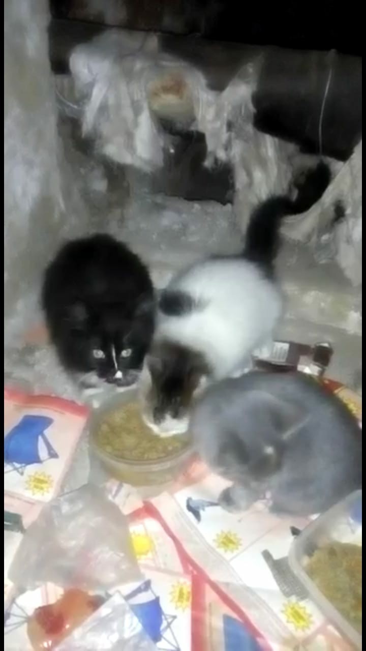 Kittens are looking for a home! - My, cat, From hand to hand, Homeless animals, Attach, Ryazan, Longpost, In good hands