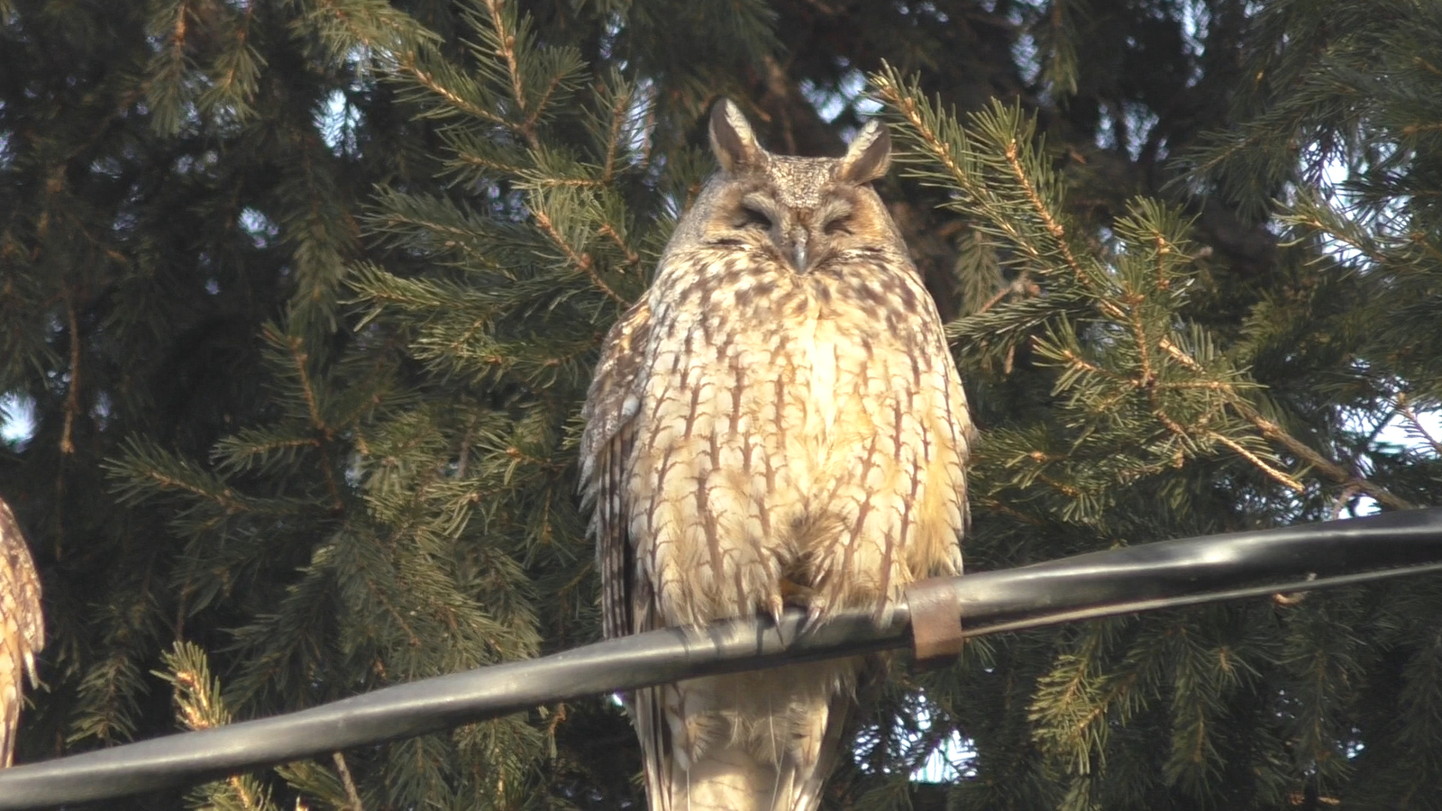 Eared owls? - My, Owl, Birds, Nature, Town, Video