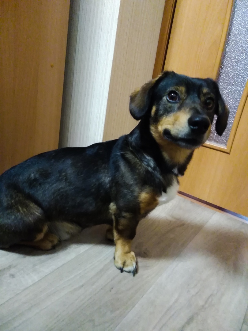 Found a dog, Berdsk. - My, No rating, Found a dog, Dog, Berdsk, Longpost