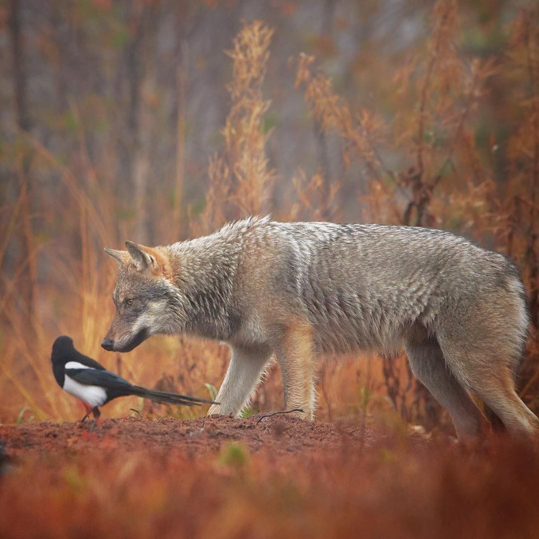 local gossip - The photo, Animals, Wolf, Magpie, Forest, Autumn