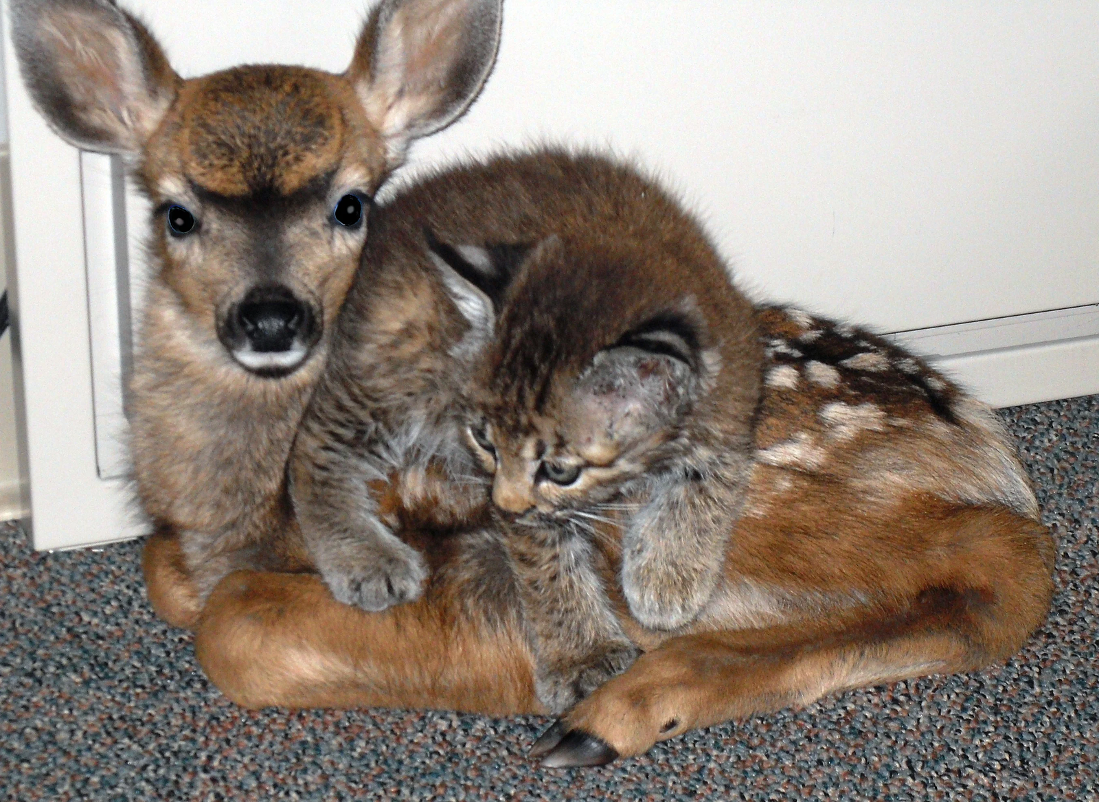 Deer and kitten - friendship, cat, Fawn, Milota