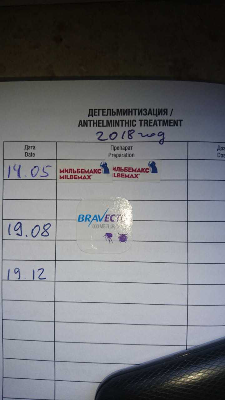 В добрые руки [Собака пристроена] - Моё, Собака, В добрые руки, Без рейтинга, Друг, Длиннопост, Москва, Московская область