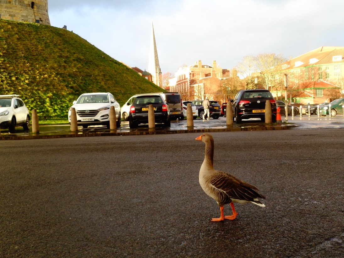 York - My, The photo, Longpost, England, York City, Tourism, Travels, Travel to Europe