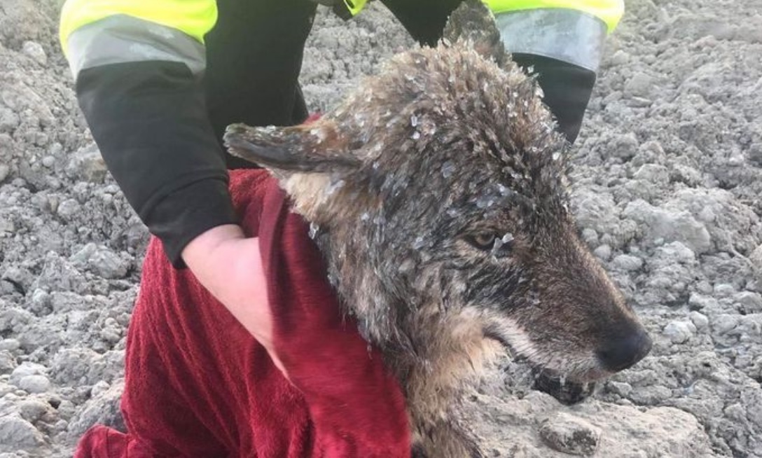 The workers rescued a dog from a cold river, and pulled out a wolf. - Estonia, Wolf, Error