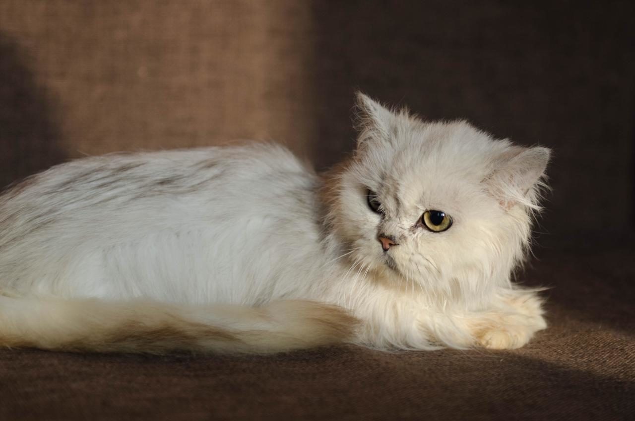 SOS Help save. - No rating, Moscow, Cat breeds, Longpost, cat, In good hands, Pets