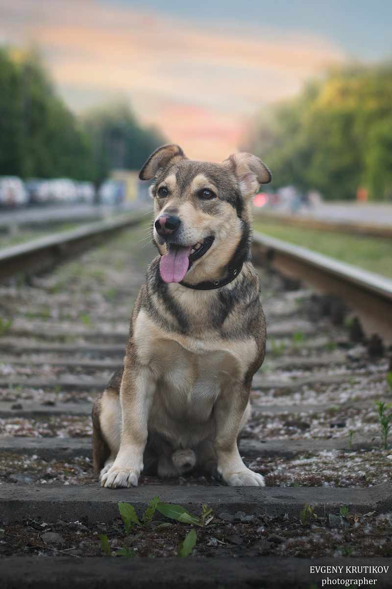 My boobie. - My, Dog, Summer, Sunset, Mestizo, The photo, Nikon d5300