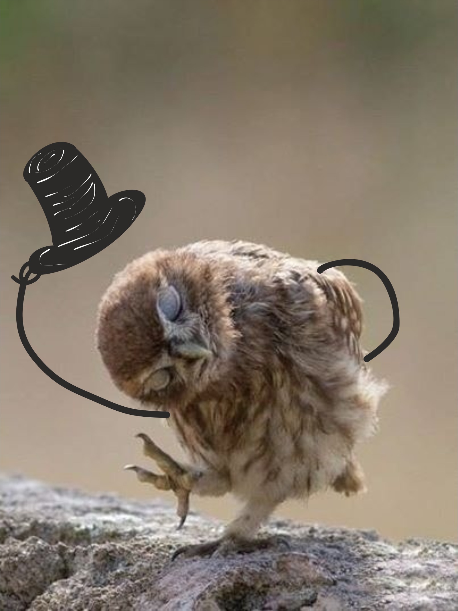 I take my hat off to you - My, Owl, Memes, The photo