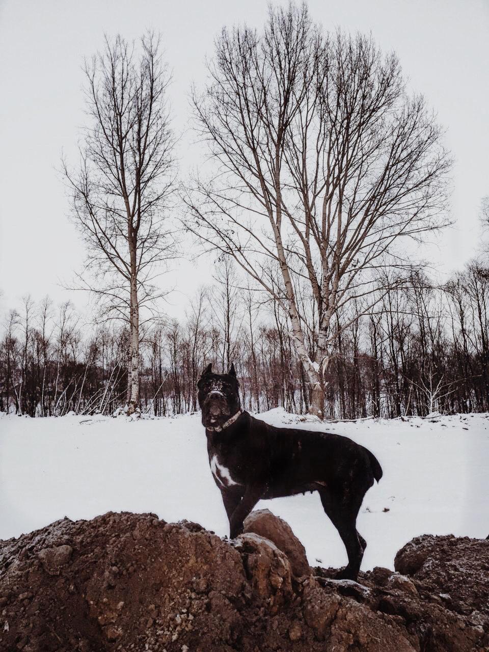 Our Star - My, Cane Corso, Dog, Pets, Longpost, Friend