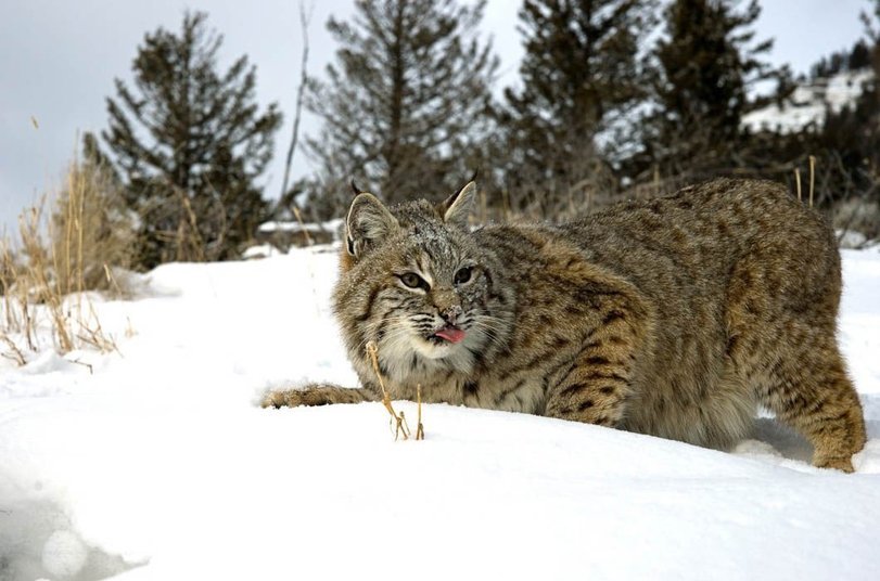 Ryska - Lynx, Bounce, Snow, The photo, cat, Animals