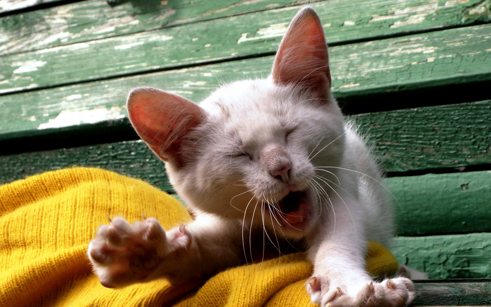 Yawning contagiously.. - Yawn, Animals, Children, cat, a lion, Fox, Yawns, Contagious, Longpost