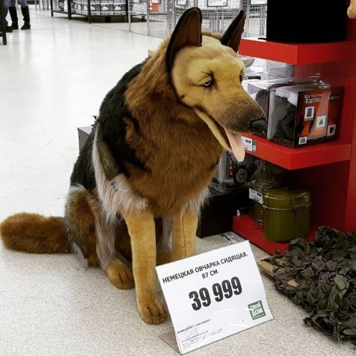 When is it easier to buy a real one? - German Shepherd, Stubbornness, Cheap, Dog