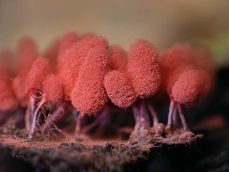 Myxomycetes. - Myxomycetes, Slime molds, , GIF, Longpost, Informative