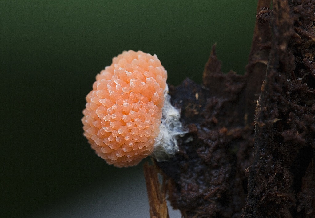 Myxomycetes. - Myxomycetes, Slime molds, , GIF, Longpost, Informative